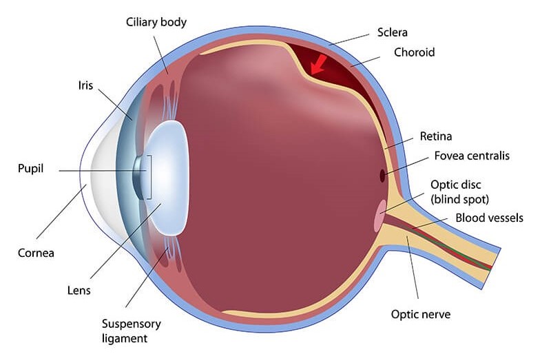 بیماری های شبکیه